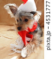 Happy Christmas!!