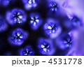 オウスティオスペルマム　花粉