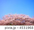 青空と桜