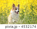 4532174