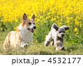 4532177