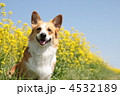 4532189