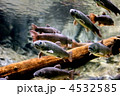 ニッコウイワナ