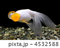 スイホウガン