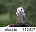 Barn Owls