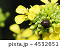 マルカメムシと菜の花の風景1