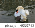 白鳥