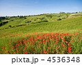 Typical Tuscan landscape