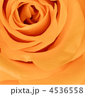 4536558