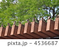 すずめ