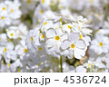 4536724