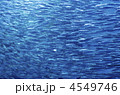 群れで泳ぐイワシ