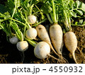 ミニ大根と株の収穫
