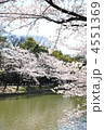 満開の桜と大池