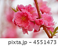 桃の花