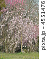 しだれ桜