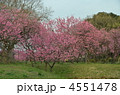 桃の花満開の公園