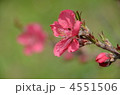 モモの花