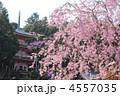 八王子　永林寺の桜
