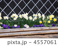 春の花　八王子