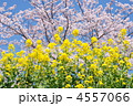 八王子の菜の花
