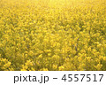 菜の花畑