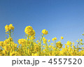 青空の下の菜の花畑