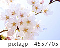 桜　ソメイヨシノ
