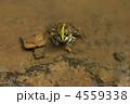 4559338