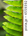 4559392