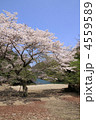 山桜