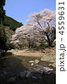 山桜