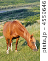 4559646