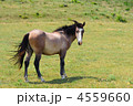4559660