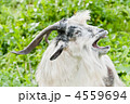 4559694