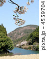 桜と水辺