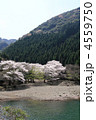桜と水辺