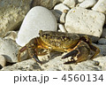 4560134