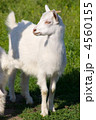 4560155