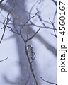 4560167