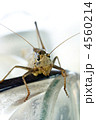 4560214