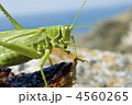 4560265