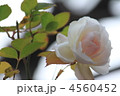 冬の寒さの中で