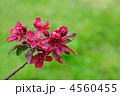4560455