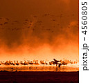 4560805