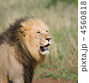 4560818