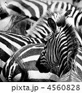 4560828