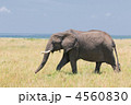 4560830
