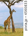 4560833