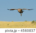 4560837